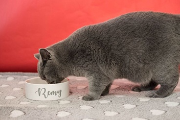 Meet Remy the cat, the winner of our Purr-fect Role Competition 
